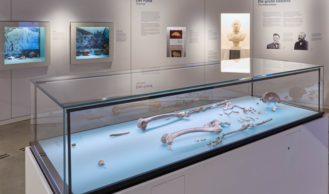 Der Knochenfund zum Neandertaler befindet sich in einer Vitrine. 
