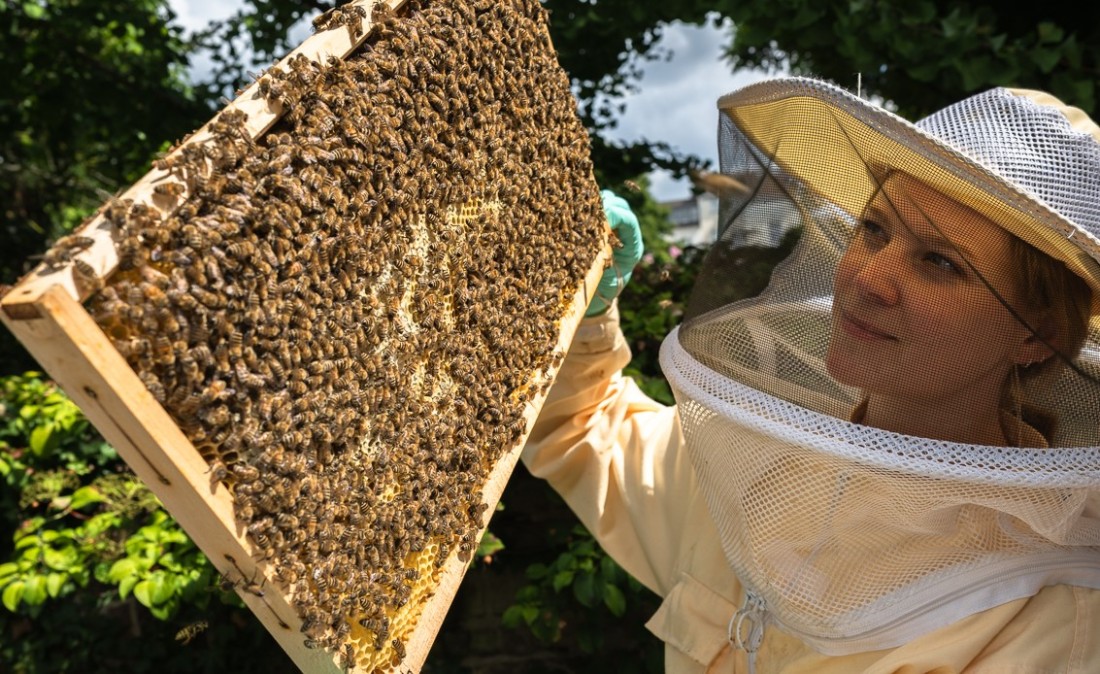 Eine Imkerin zeigt die Museumsbienen.