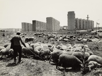 Ein Mann hütet eine Schafsherde; am Horizont sind Hochhäuser zu sehen.